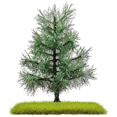 2 Tannen, 80 mm hoch