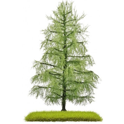 Lärche, 140 mm hoch, Sommer