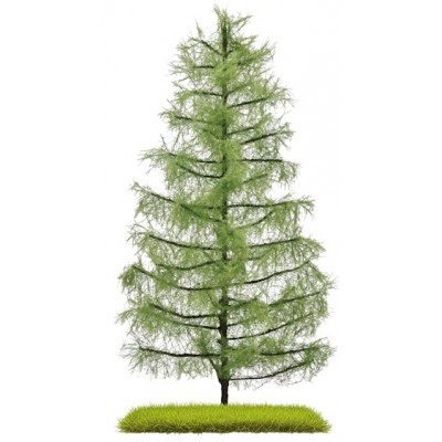 Lärche, 210 mm hoch, Sommer