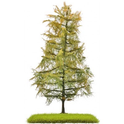 Lärche, 140 mm hoch, Spätsommer